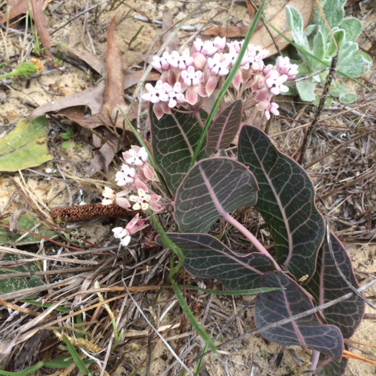 Sandhill Milkweed/Purple Milkweed/ Pineywoods Milkweed