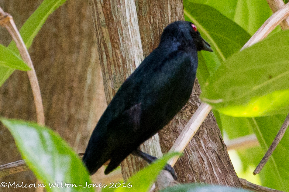 Asian Glossy Starling