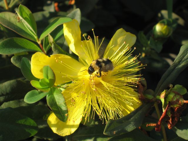 IL GIALLO E' VITA di lonni