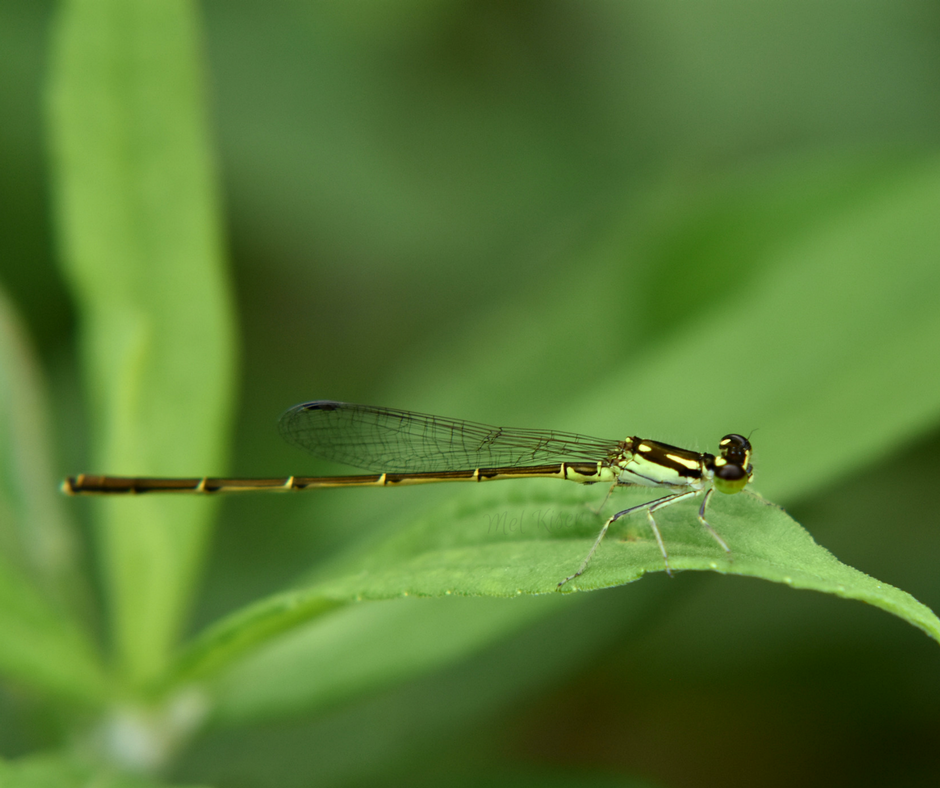 Fragile Forktail