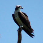 Osprey