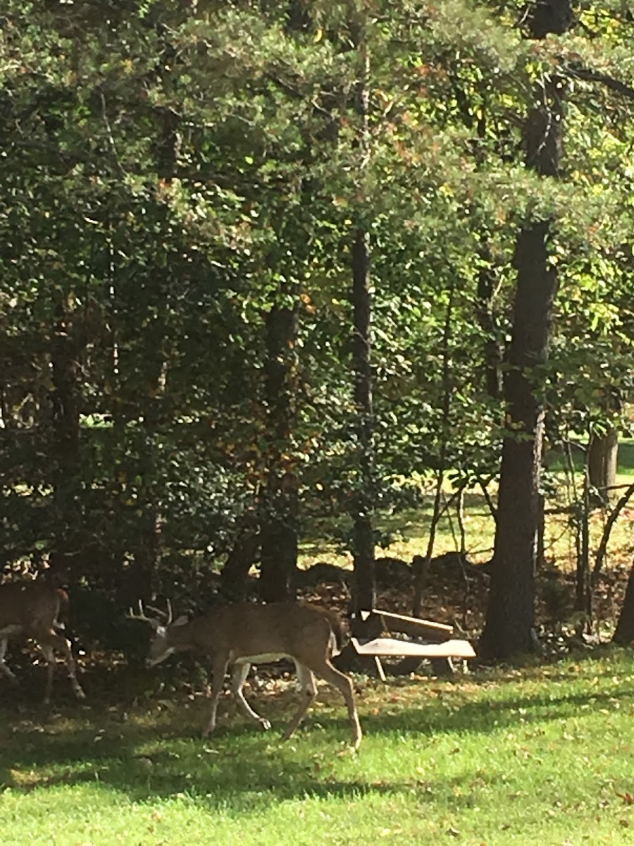 White-tailed deer