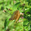 Hackberry Emperor