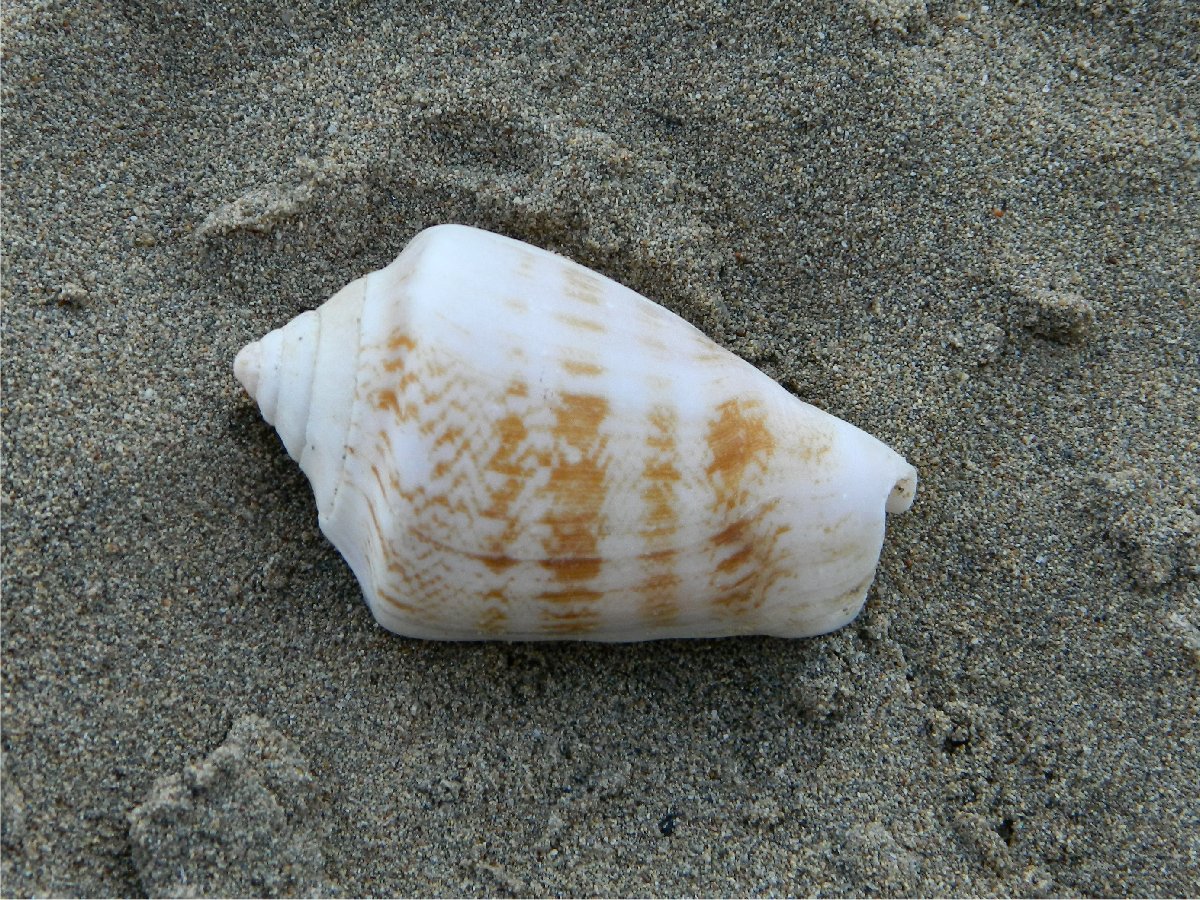 Persian Conch