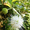 Buttonbush