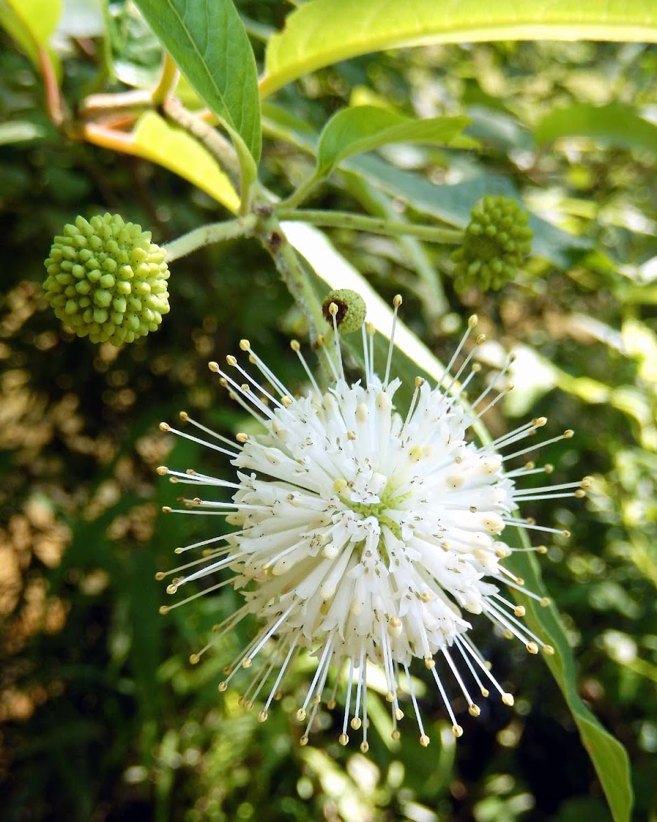 Buttonbush