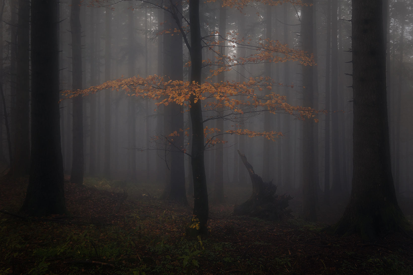 Autunno , solitario di christiandeledda