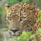 Sri Lankan Leopard