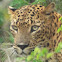 Sri Lankan Leopard