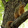 Fox Squirrel