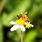 Honey Bee