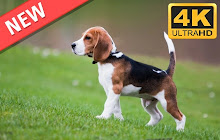 Beagle HD Wallpapers Dogs and Puppies Theme small promo image