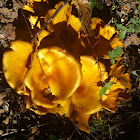 Jack-O'-Lantern mushroom