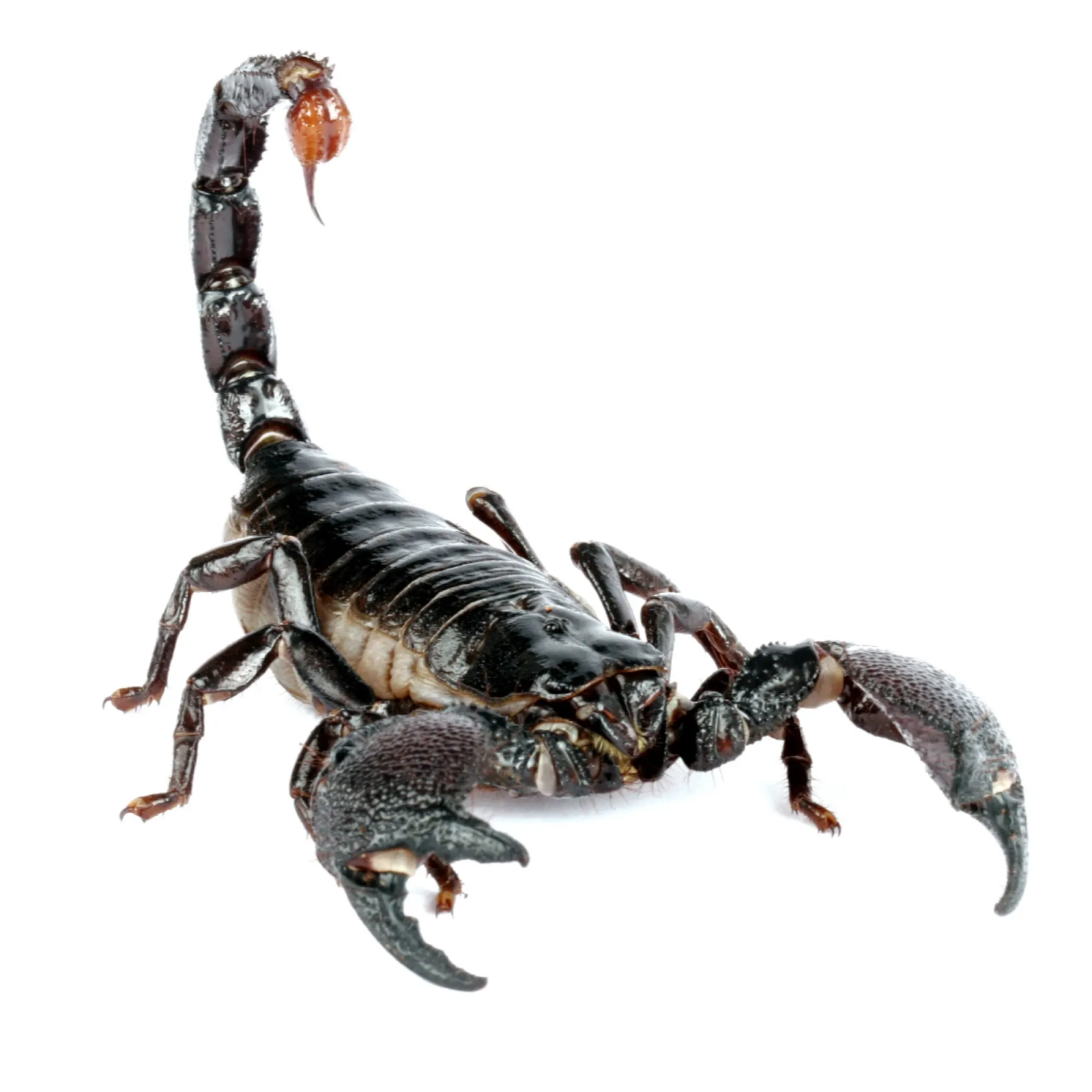 emperor scorpion