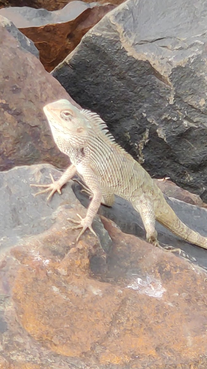 Oriental Garden Lizard