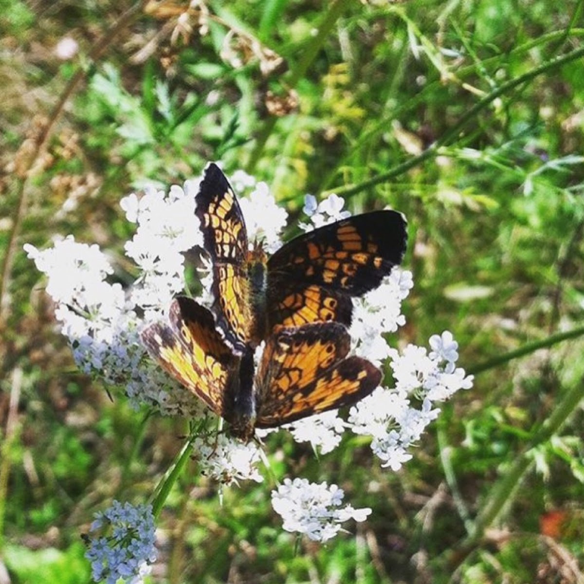 Pearl crescent butterfly