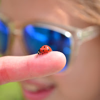 coccinella di 