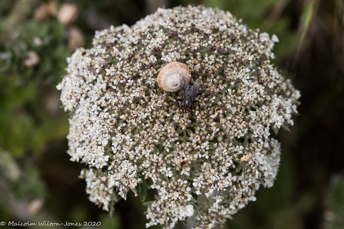 Sea Carrot