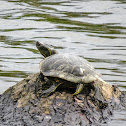 Painted Turtle