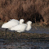 Eurasian Spoonbill