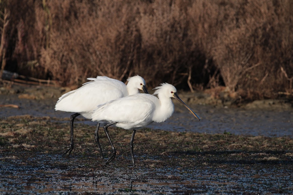 Eurasian Spoonbill