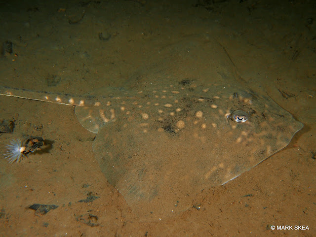 Thornback Ray