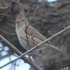 Oak Titmouse