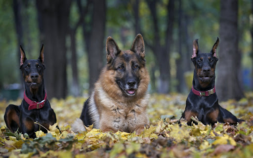 Three Loyal Dogs Enjoy a Peaceful Day in screenshot 2