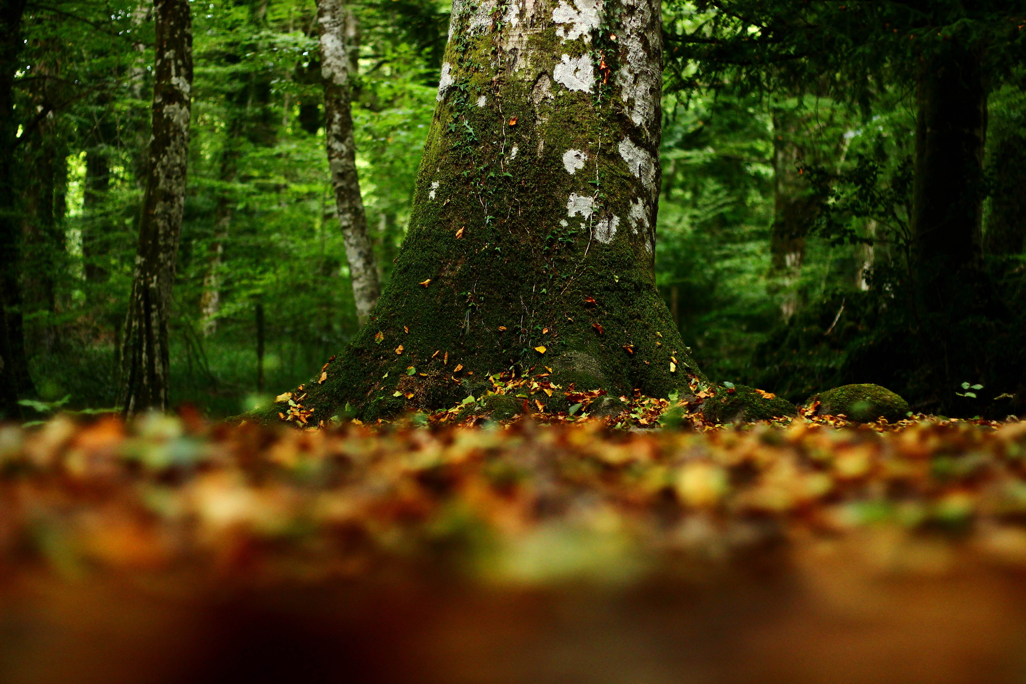 Autunno nel Gargano di DanielaPalomba