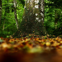 Autunno nel Gargano di 