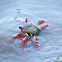 Mangrove root crab