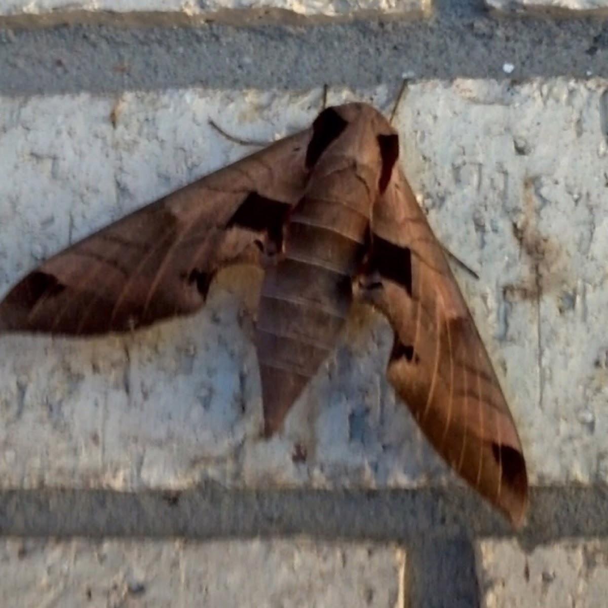 Achemon Sphinx Moth