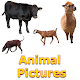 Animals Name and Pictures for Kids Download on Windows