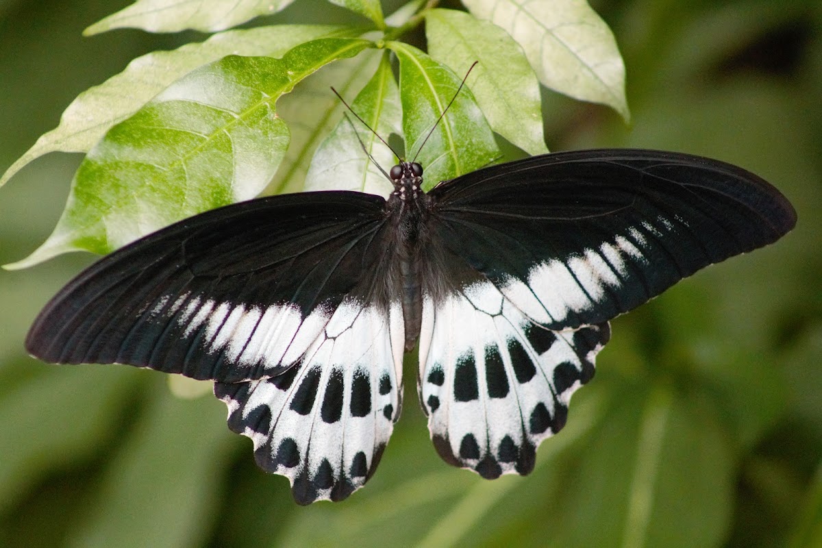 Blue Mormon