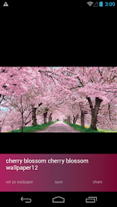 Cherry Blossom Wallpapers screenshot 1