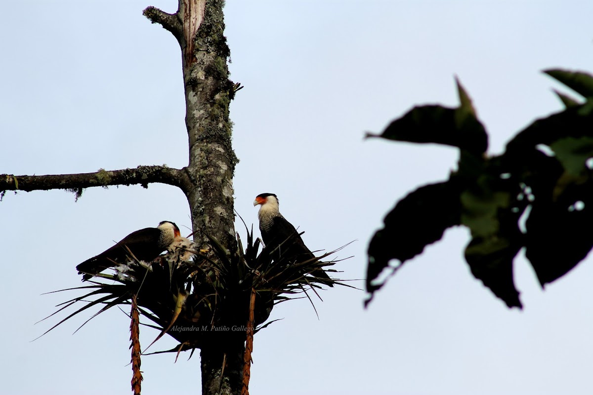 Caracara Moñudo