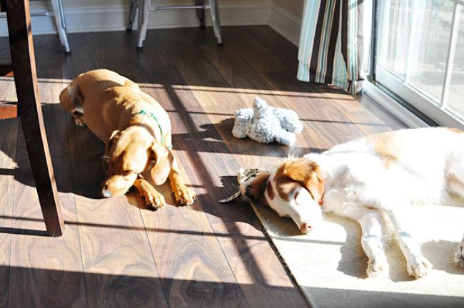 19 Dogs Who Are All About That Sunbathing Life 