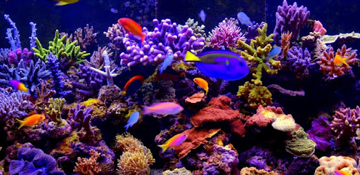 Aquarium 4K Video Wallpaper - Apps on Google Play