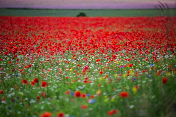 Tappeto di fiori di Tindara