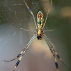 Banana spider