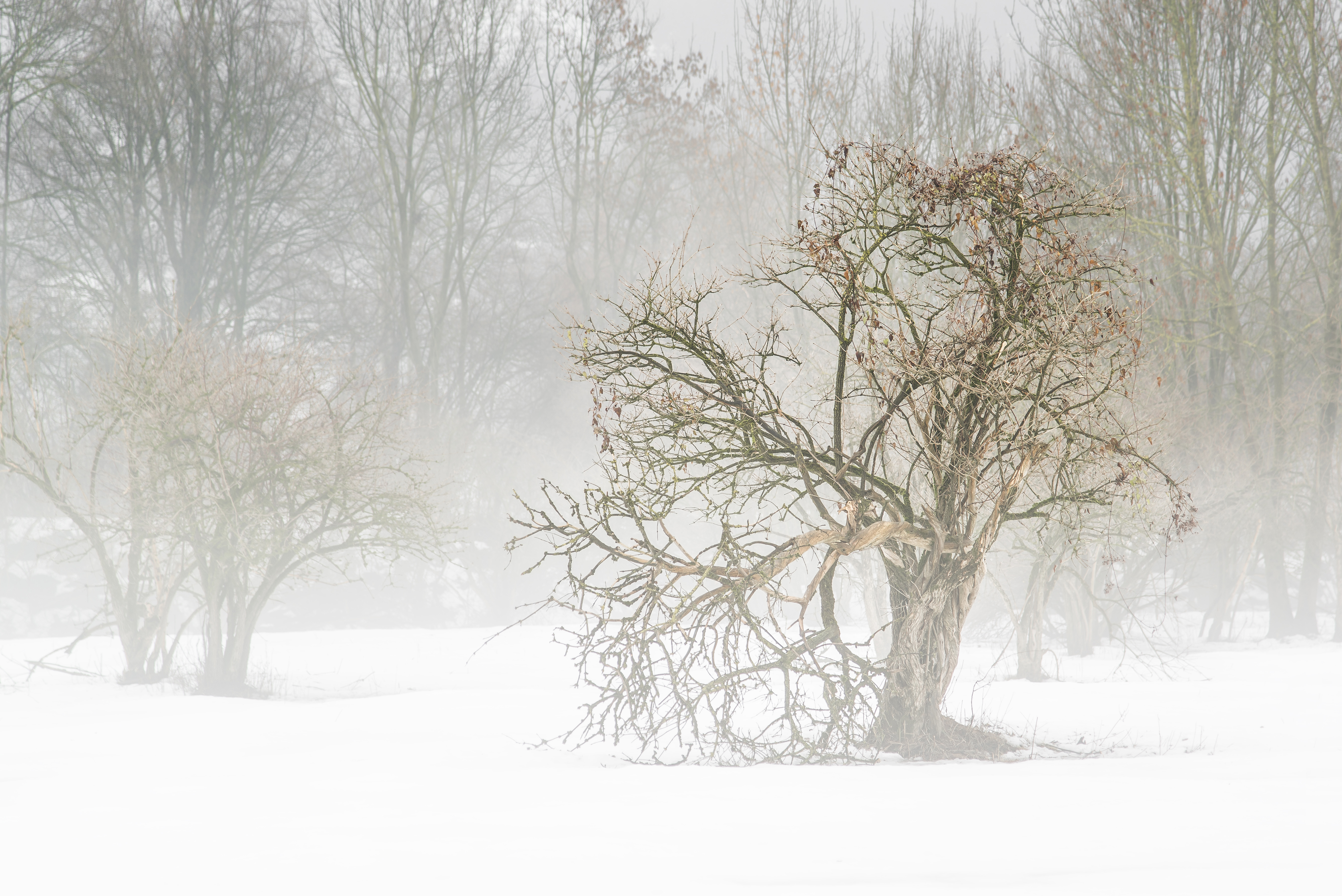 Winter morning di jandmpianezzo@bluewin.ch