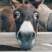 Donkey Sound - Donkey Sounds - Sonidos de Burros  Icon