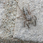 Tan Jumping Spider