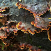 Turkey Tail