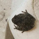 Common toad