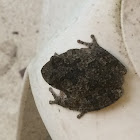 Common toad