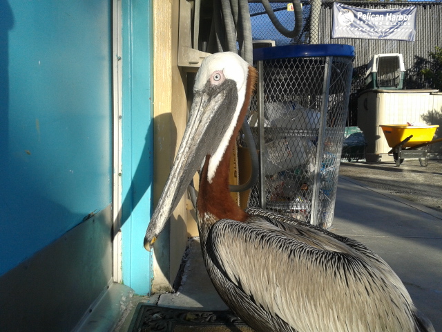 Pelicano Pardo / Brown Pelican