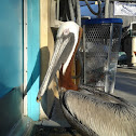 Pelicano Pardo / Brown Pelican