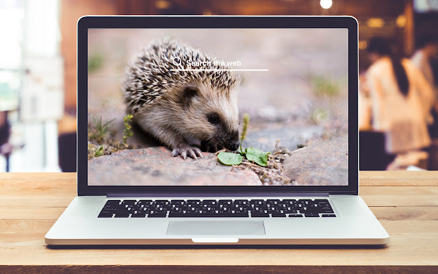 Hedgehogs HD Wallpapers Animal Theme