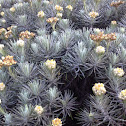 Javanese Edelweiss